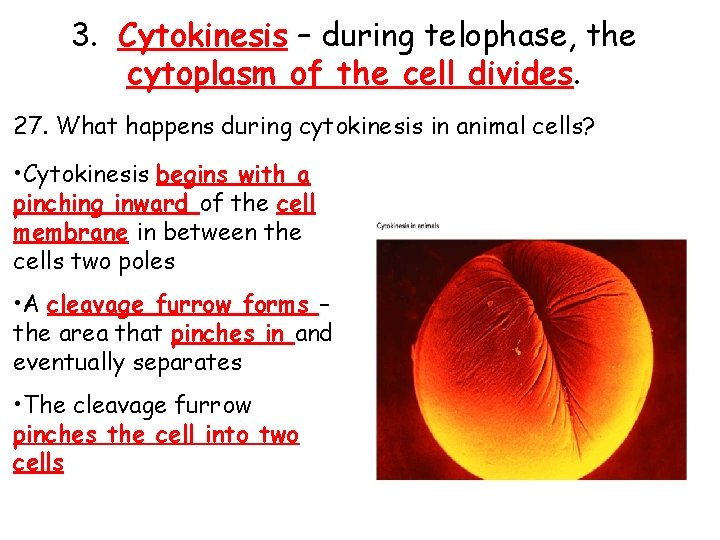 3. Cytokinesis – during telophase, the cytoplasm of the cell divides. 27. What happens