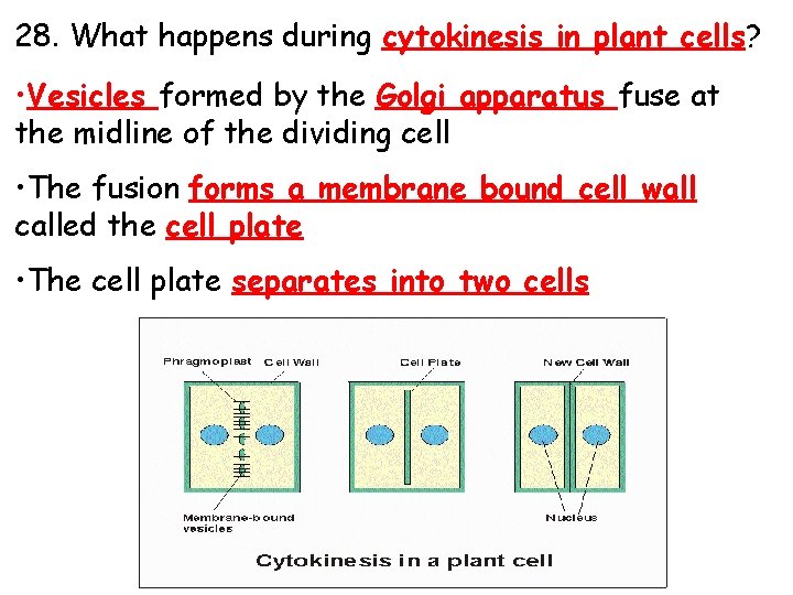 28. What happens during cytokinesis in plant cells? • Vesicles formed by the Golgi