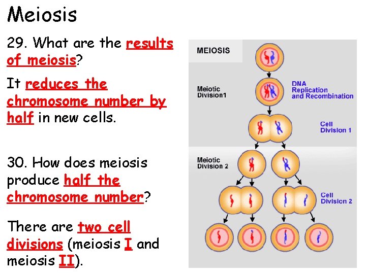 Meiosis 29. What are the results of meiosis? It reduces the chromosome number by