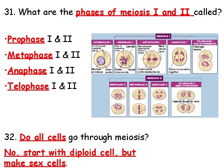 31. What are the phases of meiosis I and II called? • Prophase I