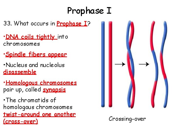 Prophase I 33. What occurs in Prophase I? • DNA coils tightly into chromosomes