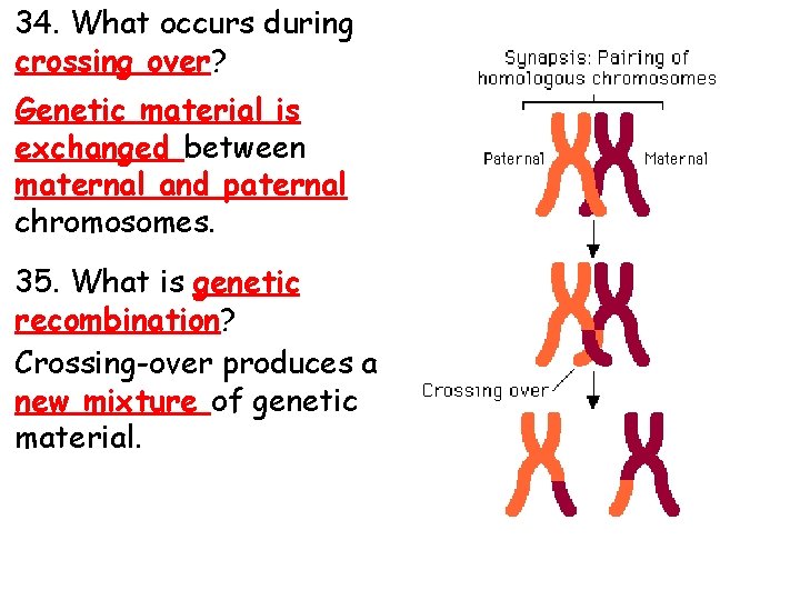 34. What occurs during crossing over? Genetic material is exchanged between maternal and paternal