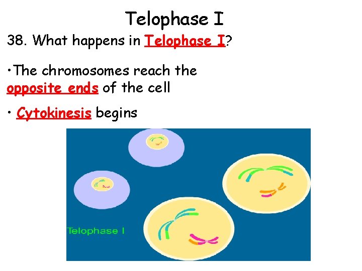 Telophase I 38. What happens in Telophase I? • The chromosomes reach the opposite