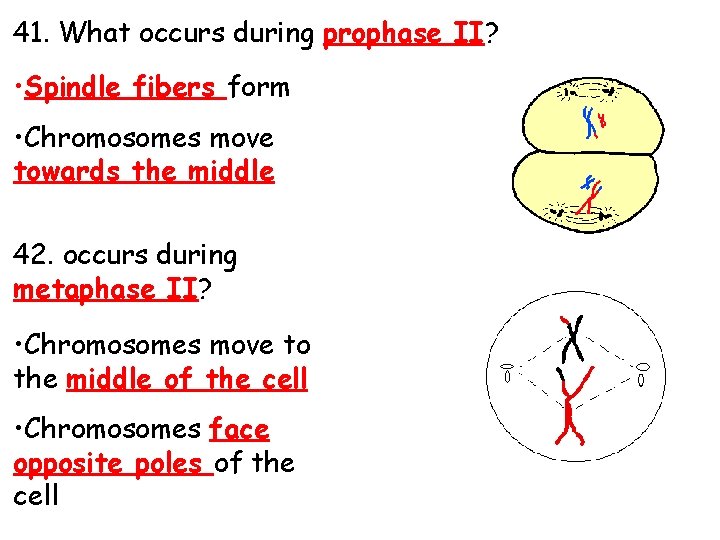 41. What occurs during prophase II? • Spindle fibers form • Chromosomes move towards