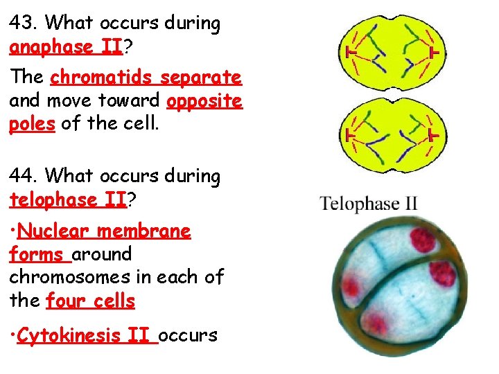 43. What occurs during anaphase II? The chromatids separate and move toward opposite poles