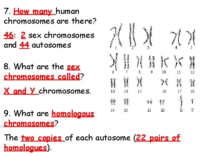 7. How many human chromosomes are there? 46: 2 sex chromosomes and 44 autosomes