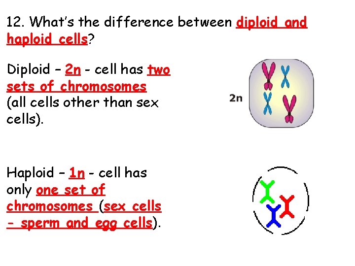 12. What’s the difference between diploid and haploid cells? Diploid – 2 n -