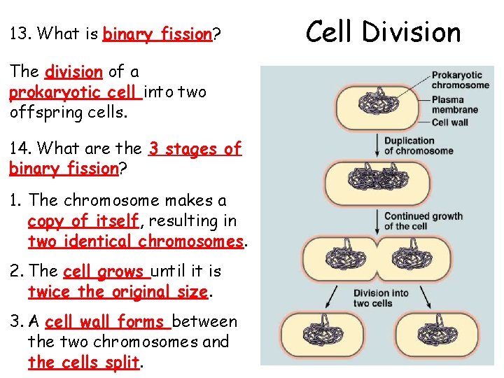 13. What is binary fission? The division of a prokaryotic cell into two offspring