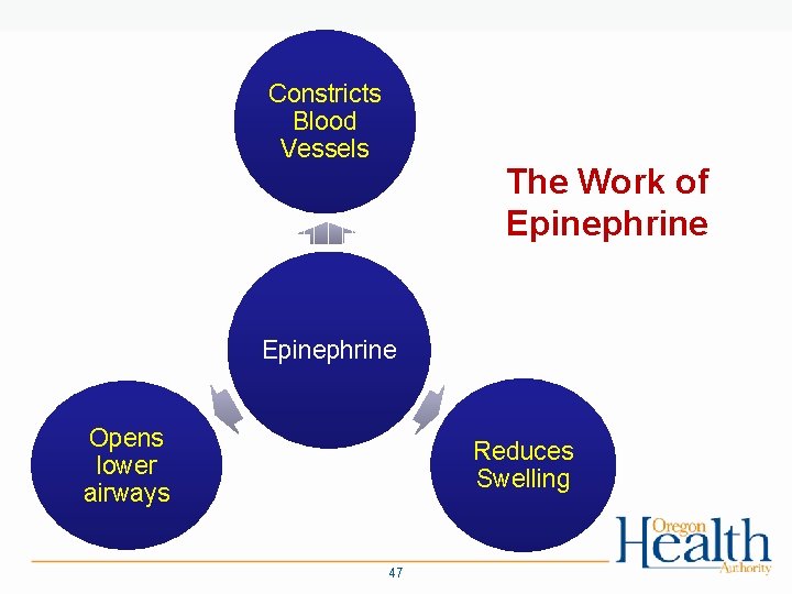 Constricts Blood Vessels The Work of Epinephrine Opens lower airways Reduces Swelling 47 