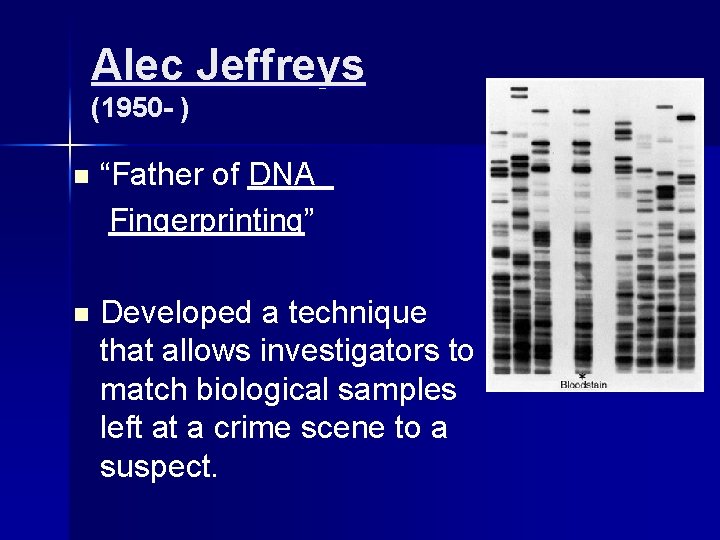 Alec Jeffreys (1950 - ) n “Father of DNA Fingerprinting” n Developed a technique