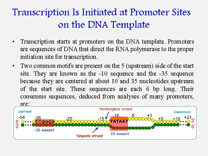 Transcription Is Initiated at Promoter Sites on the DNA Template • Transcription starts at
