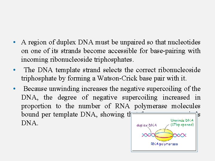  • A region of duplex DNA must be unpaired so that nucleotides on