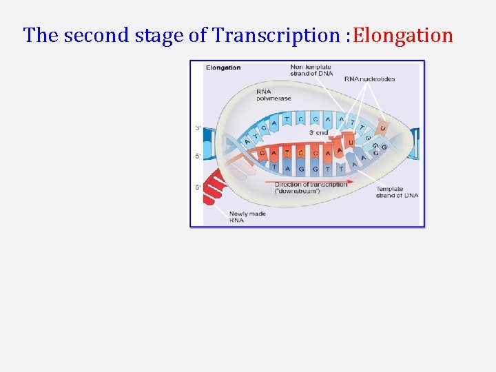 The second stage of Transcription : Elongation 