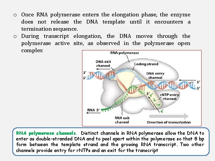 o Once RNA polymerase enters the elongation phase, the enzyme does not release the
