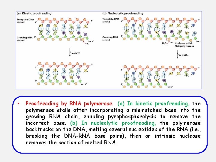  • Proofreading by RNA polymerase. (a) In kinetic proofreading, the polymerase stalls after