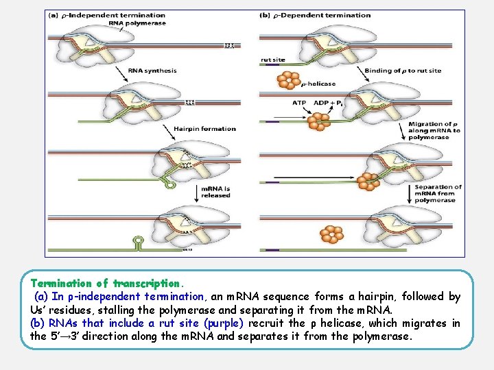 Termination of transcription. (a) In ρ-independent termination, an m. RNA sequence forms a hairpin,