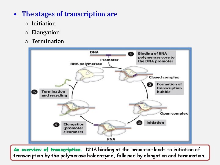  • The stages of transcription are o o o Initiation Elongation Termination An