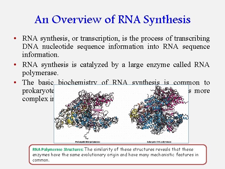 An Overview of RNA Synthesis • RNA synthesis, or transcription, is the process of