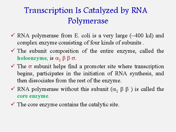 Transcription Is Catalyzed by RNA Polymerase ü RNA polymerase from E. coli is a