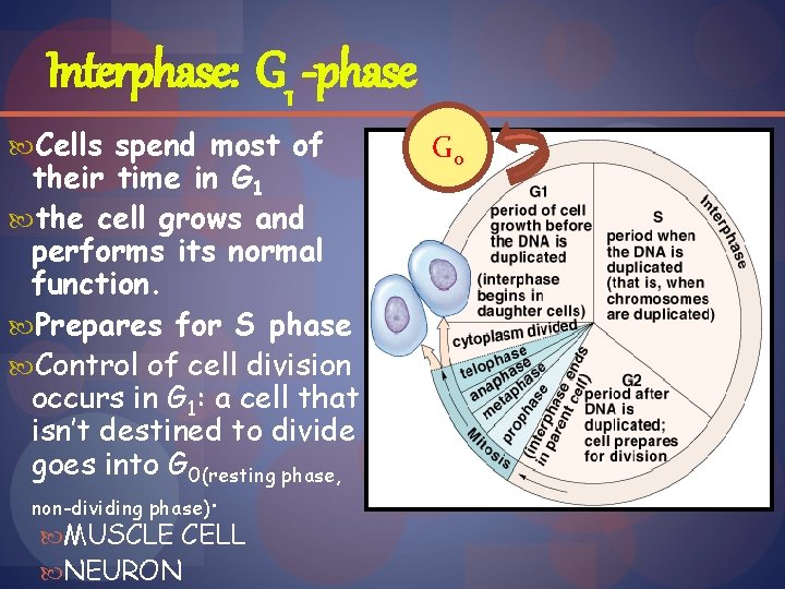 Interphase: G 1 -phase Cells spend most of their time in G 1 the
