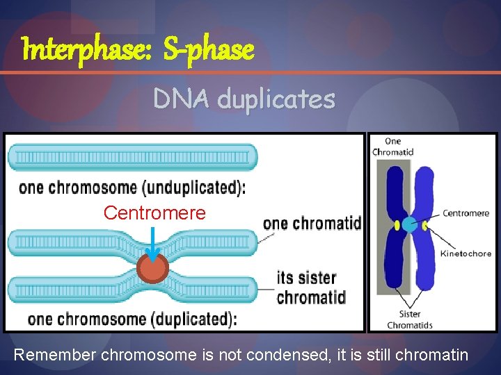 Interphase: S-phase DNA duplicates Centromere Remember chromosome is not condensed, it is still chromatin
