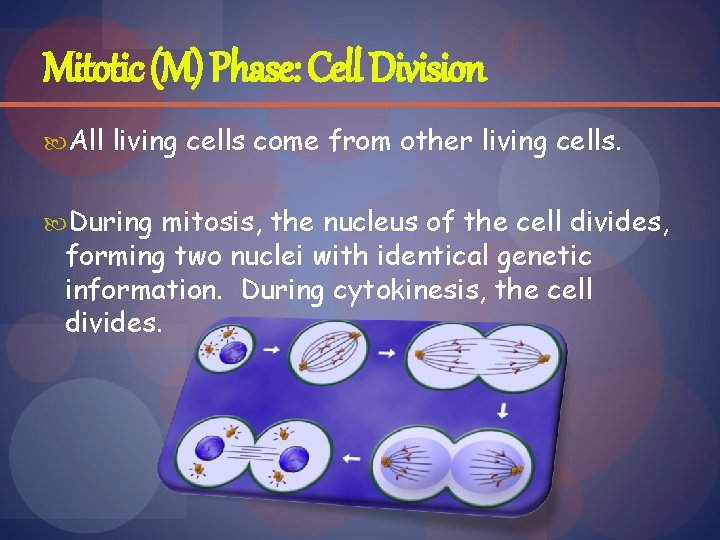 Mitotic (M) Phase: Cell Division All living cells come from other living cells. During