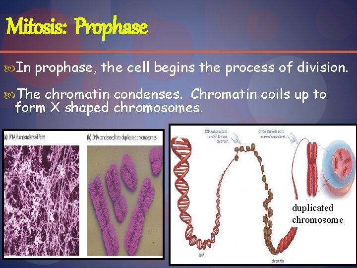 Mitosis: Prophase In prophase, the cell begins the process of division. The chromatin condenses.