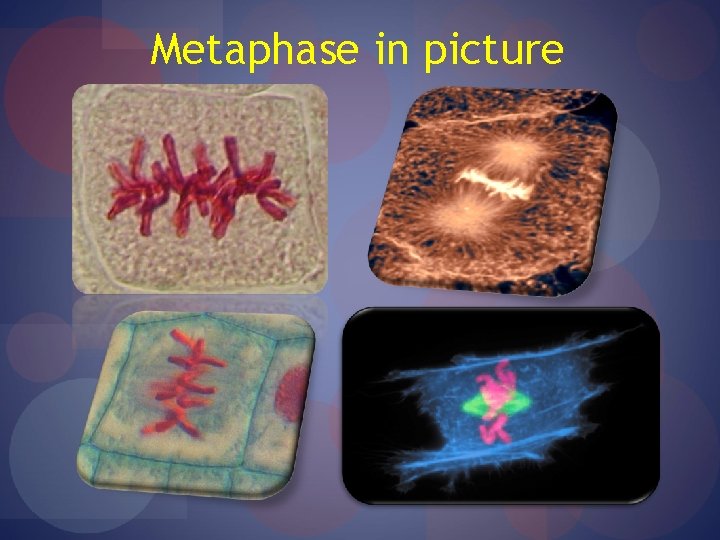 Metaphase in picture 