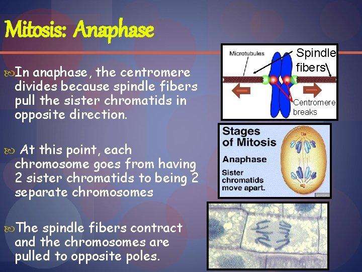 Mitosis: Anaphase In anaphase, the centromere divides because spindle fibers pull the sister chromatids