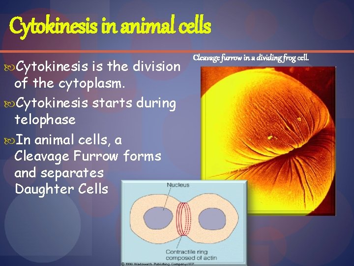 Cytokinesis in animal cells Cytokinesis is the division of the cytoplasm. Cytokinesis starts during