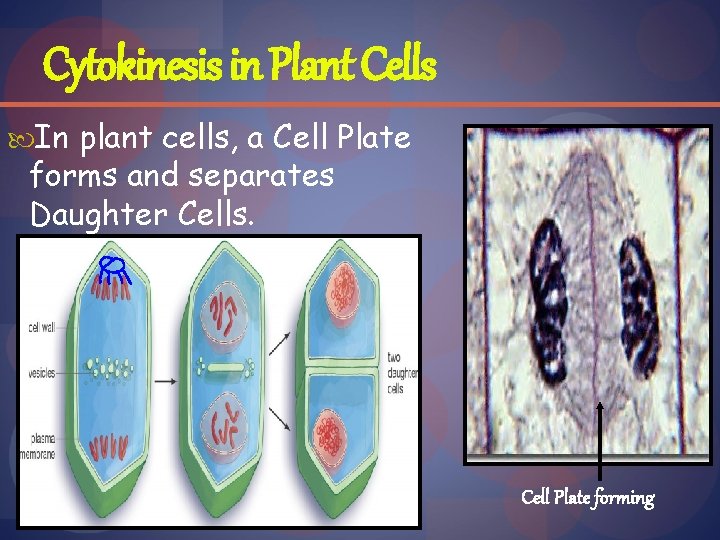 Cytokinesis in Plant Cells In plant cells, a Cell Plate forms and separates Daughter