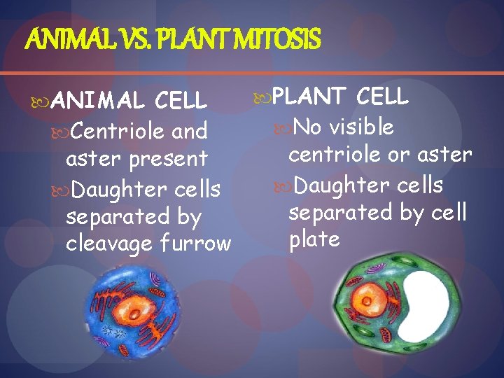 ANIMAL VS. PLANT MITOSIS ANIMAL CELL Centriole and aster present Daughter cells separated by