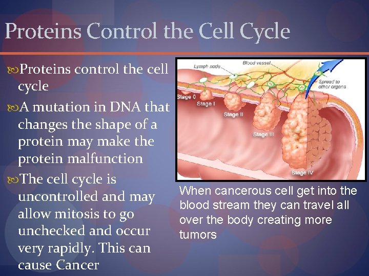 Proteins Control the Cell Cycle Proteins control the cell cycle A mutation in DNA