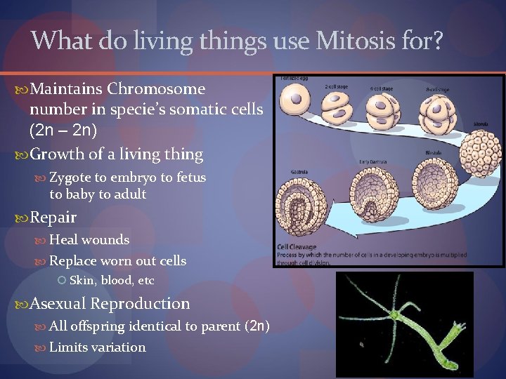 What do living things use Mitosis for? Maintains Chromosome number in specie’s somatic cells