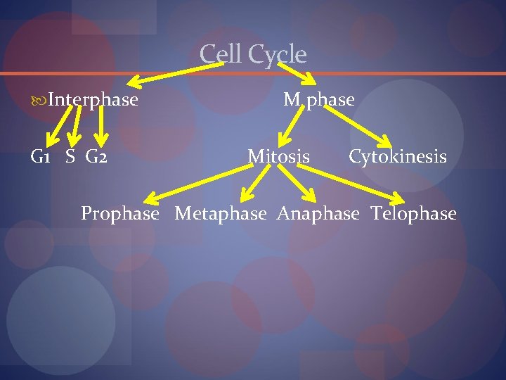 Cell Cycle Interphase G 1 S G 2 M phase Mitosis Cytokinesis Prophase Metaphase