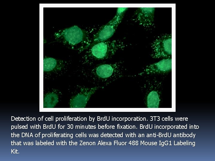 Detection of cell proliferation by Brd. U incorporation. 3 T 3 cells were pulsed