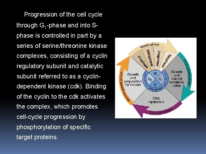 1. 3 Progression of the cell cycle through G 1 -phase and into Sphase