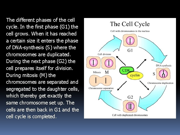 The different phases of the cell cycle. In the first phase (G 1) the