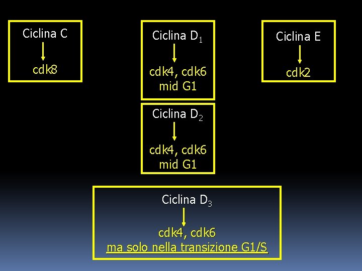 Ciclina C Ciclina D 1 Ciclina E cdk 8 cdk 4, cdk 6 mid