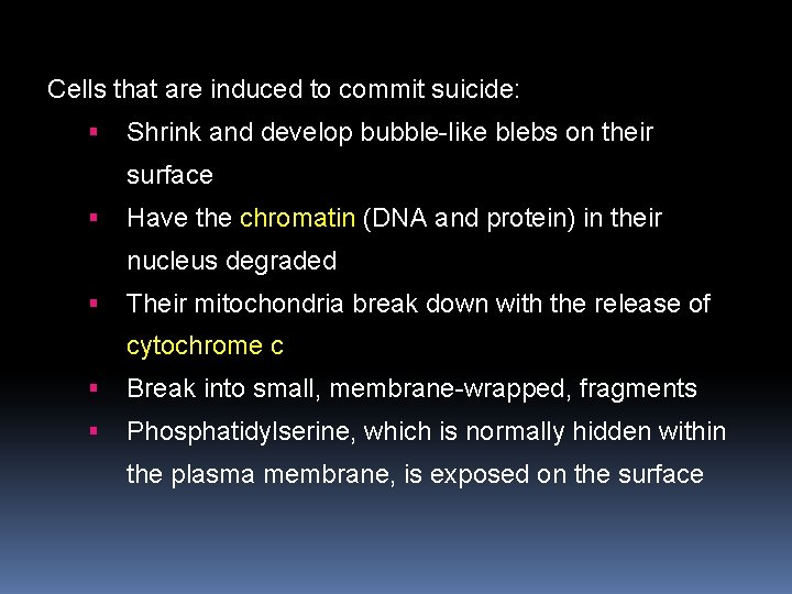 Cells that are induced to commit suicide: Shrink and develop bubble-like blebs on their