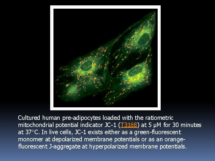 Cultured human pre-adipocytes loaded with the ratiometric mitochondrial potential indicator JC-1 (T 3168) at