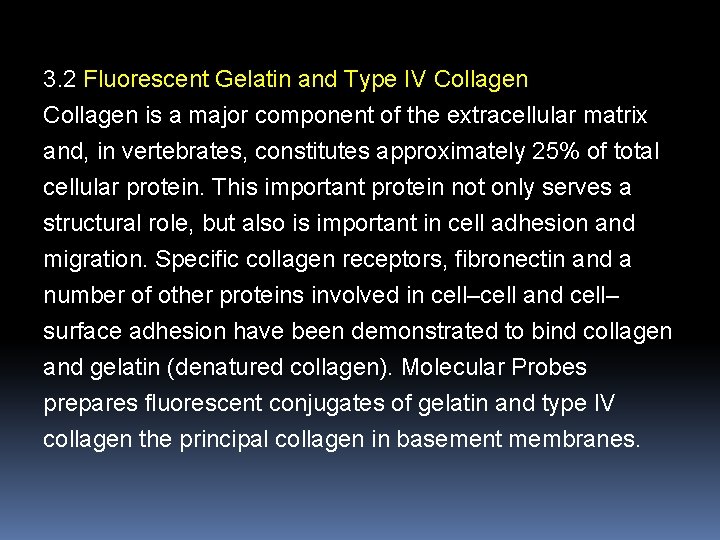 3. 2 Fluorescent Gelatin and Type IV Collagen is a major component of the