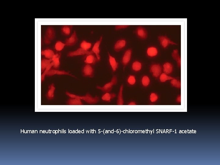 Human neutrophils loaded with 5 -(and-6)-chloromethyl SNARF-1 acetate 