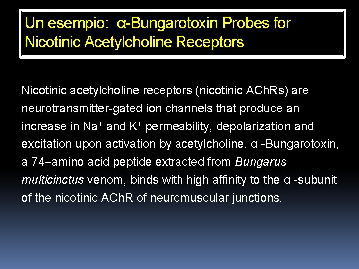 Un esempio: α-Bungarotoxin Probes for Nicotinic Acetylcholine Receptors Nicotinic acetylcholine receptors (nicotinic ACh. Rs)