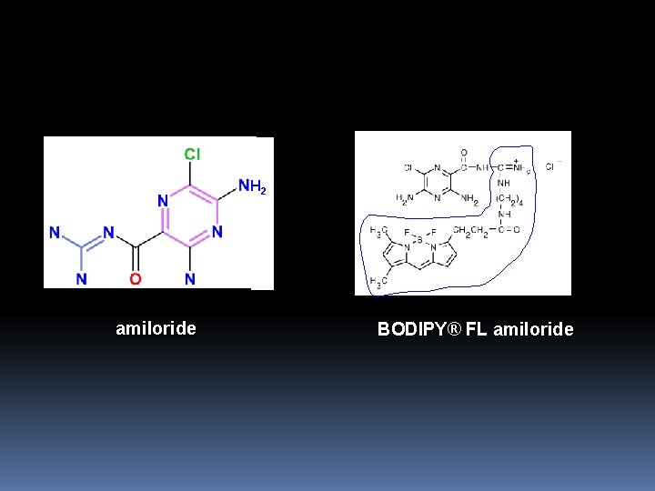 H 2 amiloride BODIPY® FL amiloride 
