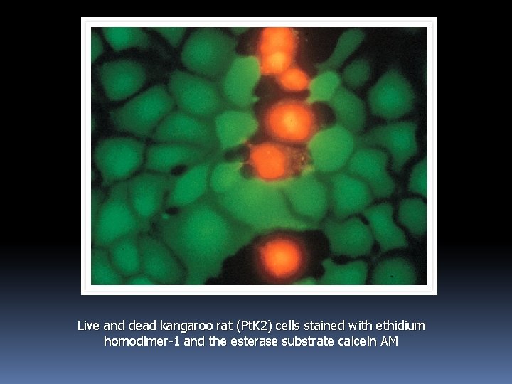 Live and dead kangaroo rat (Pt. K 2) cells stained with ethidium homodimer-1 and