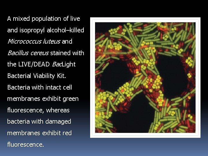 A mixed population of live and isopropyl alcohol–killed Micrococcus luteus and Bacillus cereus stained