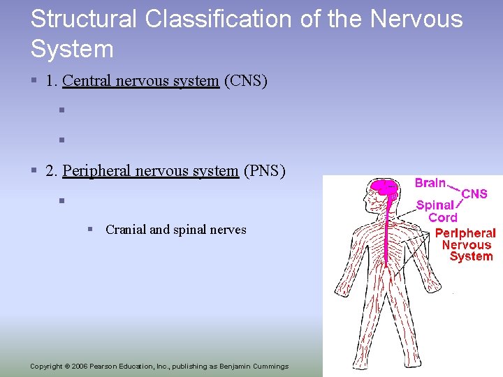 Structural Classification of the Nervous System § 1. Central nervous system (CNS) § §