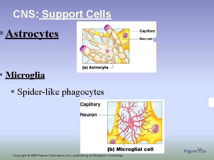 CNS: Support Cells § Astrocytes § Microglia § Spider-like phagocytes Figure 13 7. 3