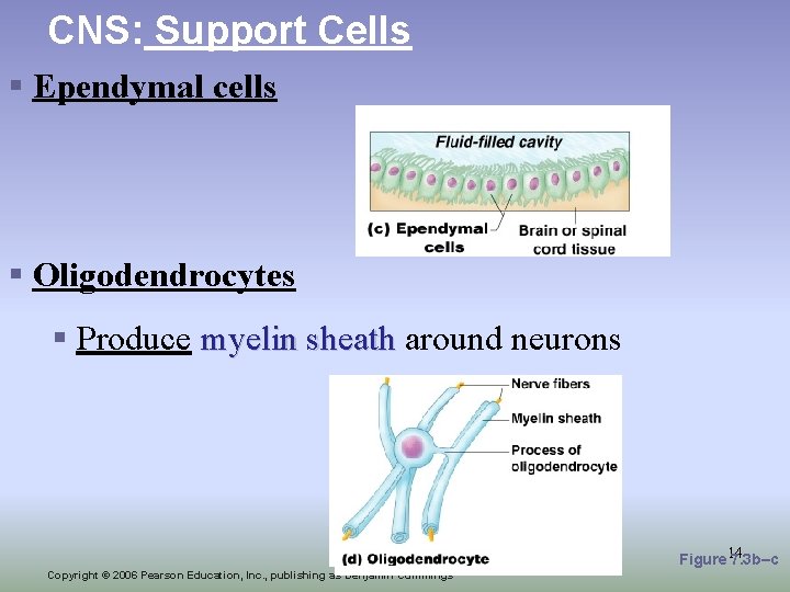 CNS: Support Cells § Ependymal cells § Oligodendrocytes § Produce myelin sheath around neurons